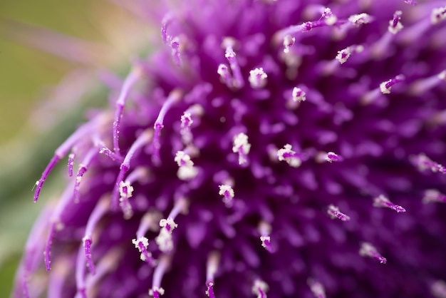 Schöne Vintage lila lila Blume, Nahaufnahme der lila violetten Frühlingsblume