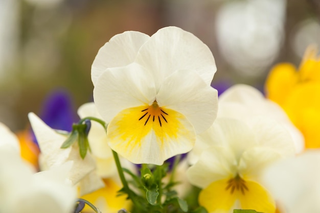 Schöne Viola Violet Pansy weiß und gelb Nahaufnahme Hintergrund verschwommen mit verschiedenen anderen Blumen