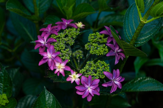 Schöne violette Blüte Hydrangea Macrophylla-Art, in Japan als Gakuajisai bekannt