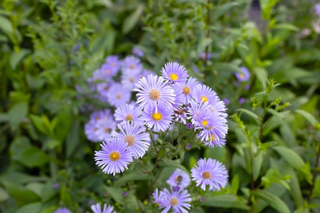 Schöne violette Blüten des Symphyotrichum dumosum