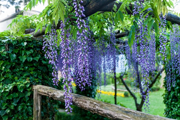 Schöne violette Glyzinie blüht bei Vile Cimbrone in Ravello Italien