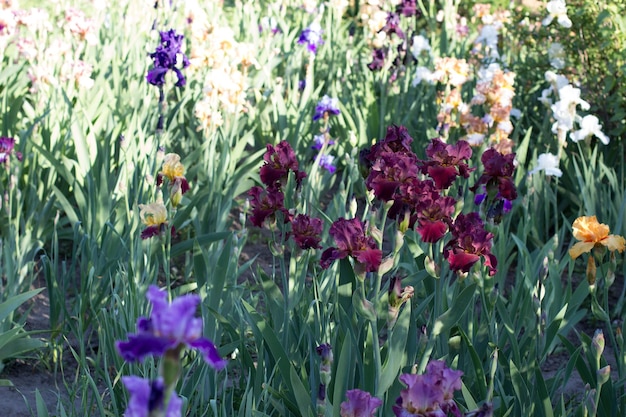 Schöne violette Irisblume, die im Garten wächst