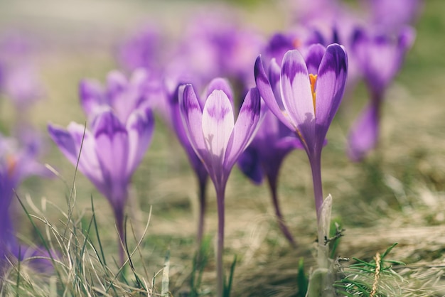 Schöne violette Krokusblüten, die auf dem trockenen Gras wachsen, das erste Zeichen des Frühlings. Saisonaler Ostern-Hintergrund.