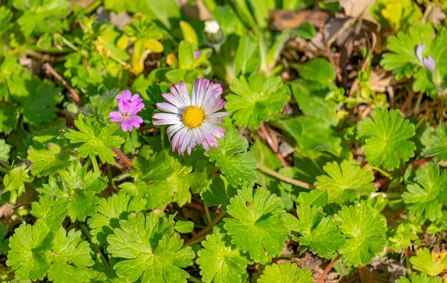 Schöne violette Lavendelblüte im Sommergarten aus nächster Nähe