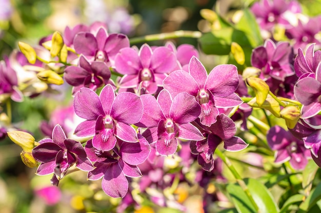 Schöne violette Orchideen, Dendrobium, in voller Blüte in der Farm unter hellem Sonnenlicht, auf grünem Bokeh und anderem Blütenunschärfehintergrund, selektive Fokuspunkte.