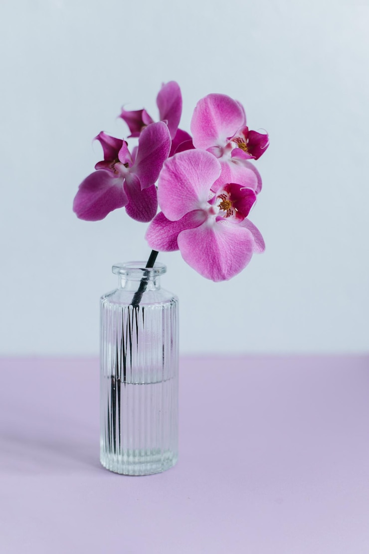 Foto schöne violette orchideenblumen in einer vase auf pastellviolettem hintergrund