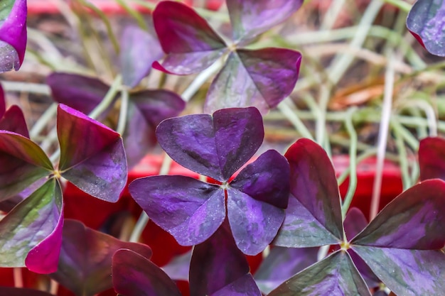 Schöne violette Oxalis triangularis Staubbedeckte Blätter Gemeinhin als falsches Kleeblatt bezeichnet, ist es eine essbare mehrjährige Pflanzenart aus der Familie der Oxalidaceae