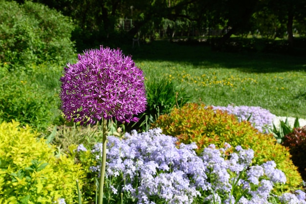 Foto schöne violette riesenzwiebel im garten kopieren sie platz