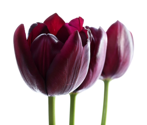 Schöne violette Tulpen isoliert auf weiß