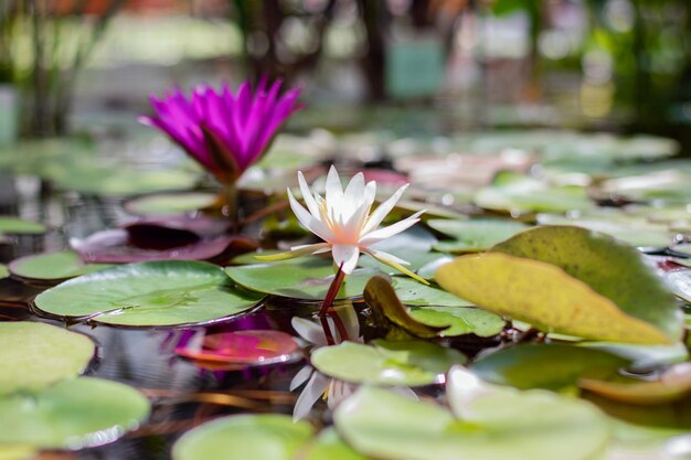 Foto schöne violette wasserlilie im sommerteich im botanischen garten