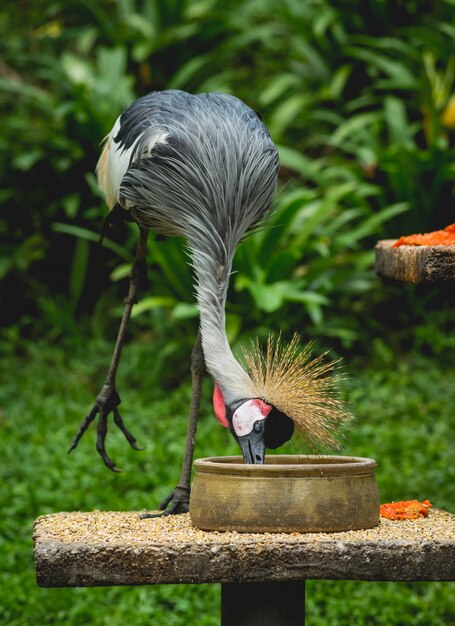 Schöne Vögel im tropischen Zoo.