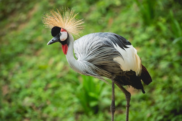 Schöne Vögel im tropischen Zoo