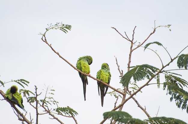 Schöne Vögel Nanday Sittich in einem Baum im brasilianischen Pantanal