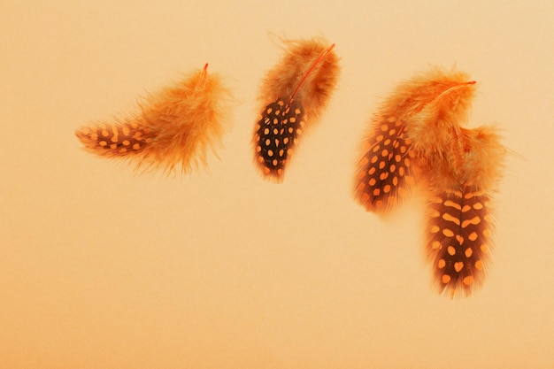 Schöne Vogelfeder auf orangefarbenem Hintergrund