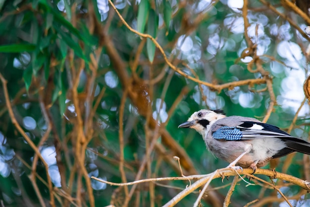 Schöne Vogelnahaufnahme auf einem Baum unter dem Laub. Foto in hoher Qualität