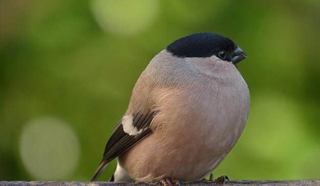 Foto schöne vogelsammlung für tapeten oder poster 2