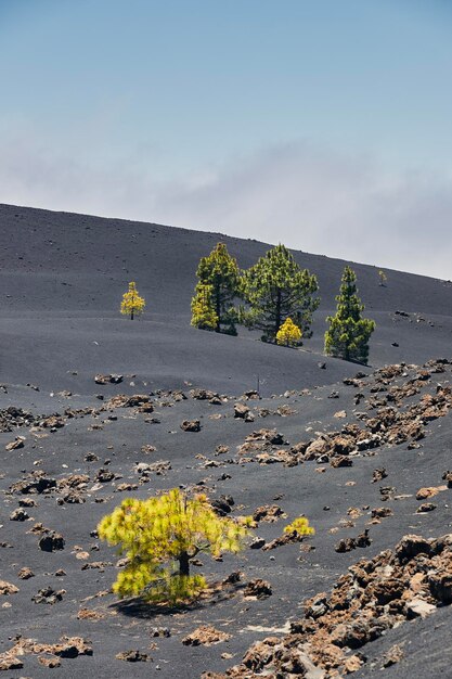 Foto schöne vulkanische landschaft auf teneriffe bäume, die im lavafeld wachsen chinyero-vulkan