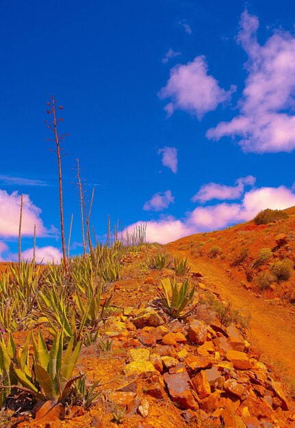 Schöne Vulkanlandschaft Tropische Tapete Reisekonzept Kanarische Inseln Fuerteventura