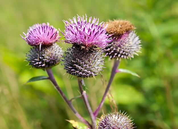 Schöne wachsende Blumenwurzel-Burdock-Distel auf der Hintergrundwiese