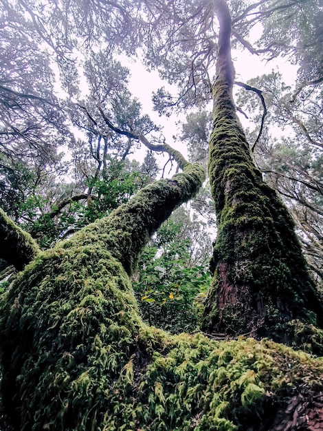 Schöne Waldbäume Waldlandschaft mit grünem Moschus. Konzept von Outdoor-Park und Umgebung