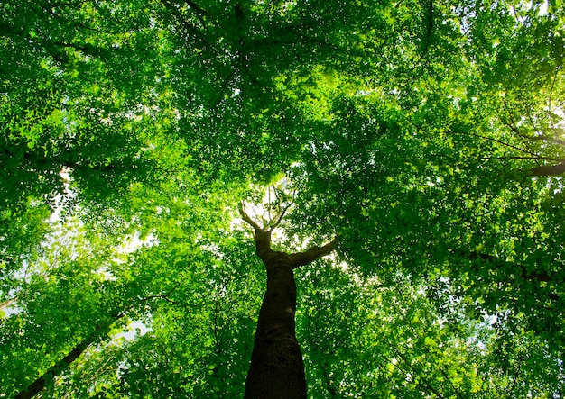 Schöne Waldlandschaft am Morgen