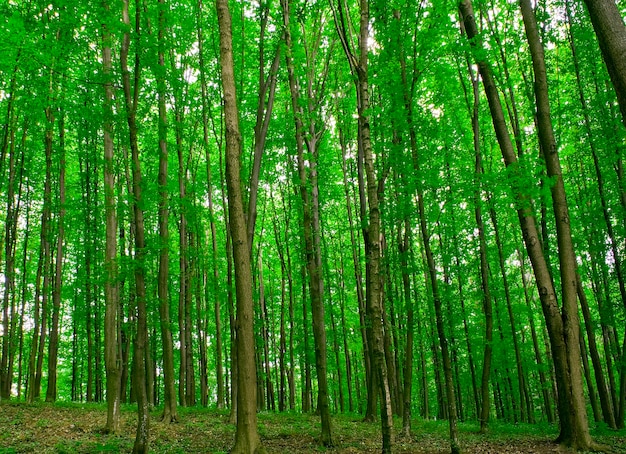 Schöne Waldlandschaft am Morgen