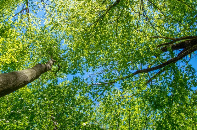 schöne Waldlandschaft am Morgen