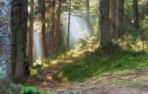 Schöne Waldlandschaft mit Sonnenstrahlen, die durch den Morgennebel scheinen.