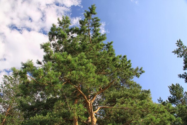 schöne Waldlandschaft