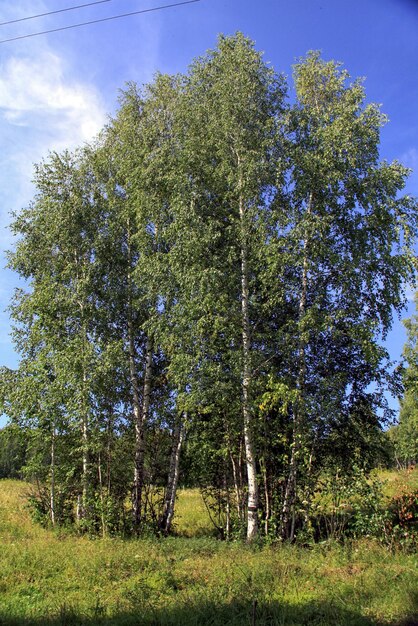 schöne Waldlandschaft