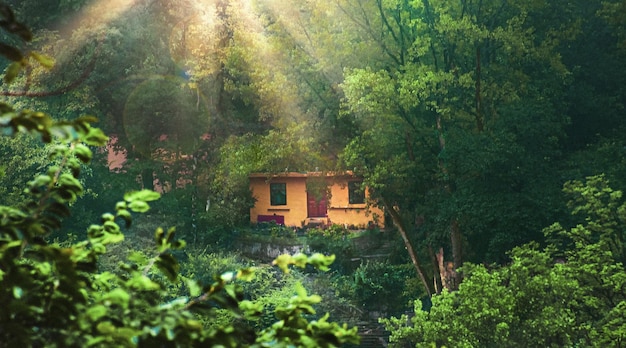 Schöne Waldnatur Erstaunliche Ferienlandschaft Abenteuer Reiseziel