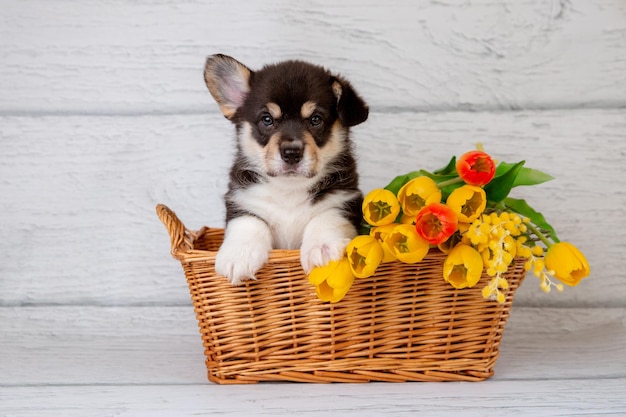 Foto schöne walisische corgi-hündin in einem korb mit frühlingsblumen, gelben tulpen auf einem hellen hölzernen hintergrund