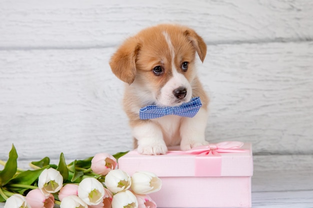 Foto schöne walisische corgi-wund in einer fliege mit frühlingsrosa tulpenblumen auf einem hellen holzhintergrund