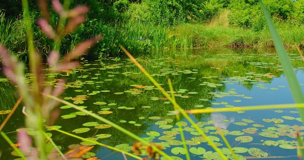 Schöne wassergelbe Lilienblüten im Teich Seerosen Nuphar lutea auf Flussblättern und Blumen Grüner Naturhintergrund