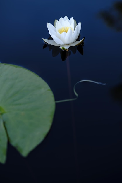 Schöne Wasserpflanze weiße Seerose Nymphaea alba in einem klaren See