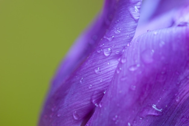 Schöne Wassertropfen auf blauen Blütenblättern