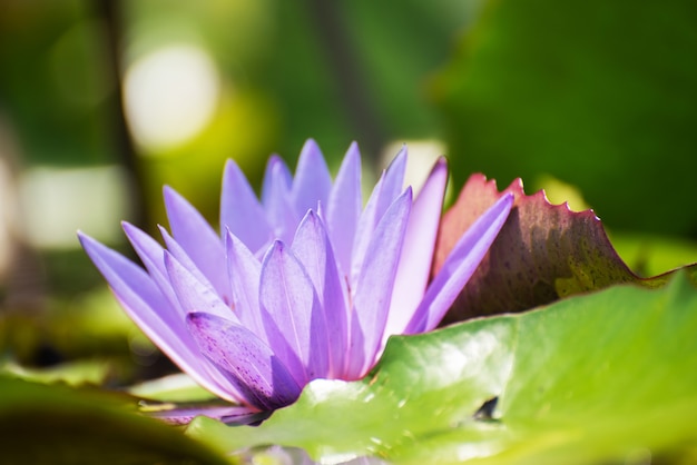 Schöne waterlily oder lotosblume im teich.