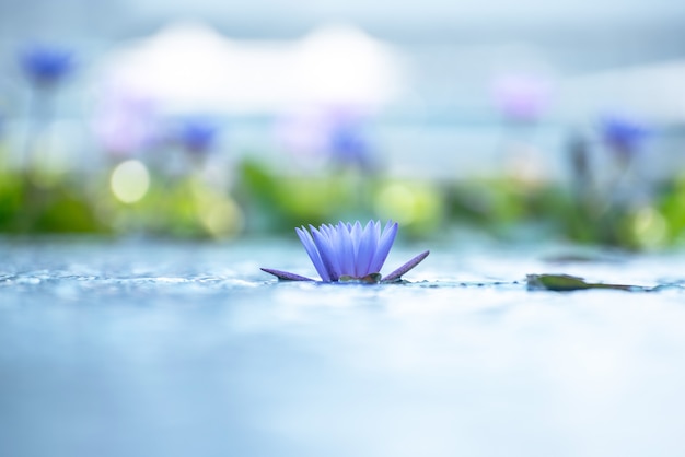 Schöne waterlily oder Lotosblume im Teich.