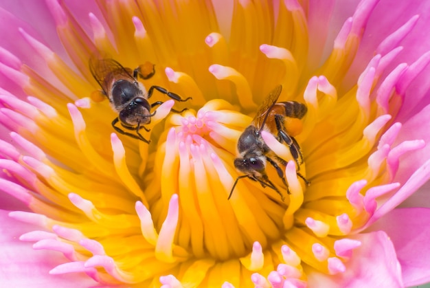 Schöne Waterlily- oder Lotosblume mit Biene.