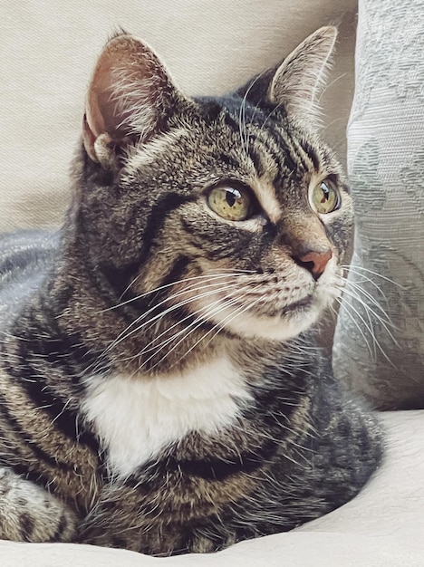 Schöne weibliche erwachsene Tabby-Katze auf dem Sofa zu Hause reizendes entzückendes Haustierporträt