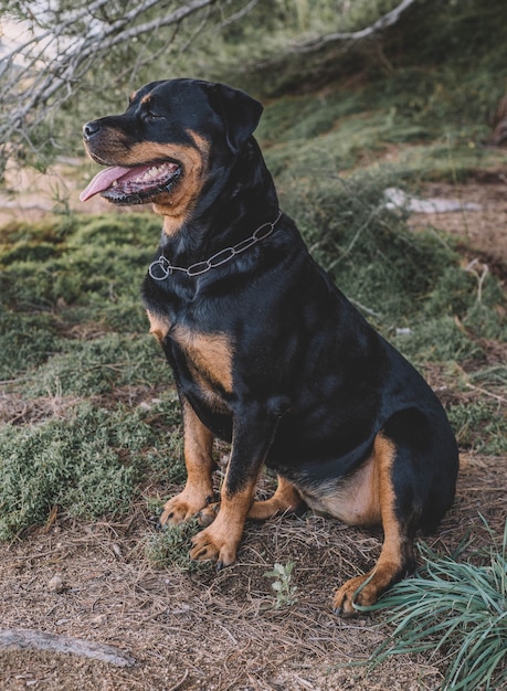 Schöne weibliche Rottweiler an einem sonnigen Tag