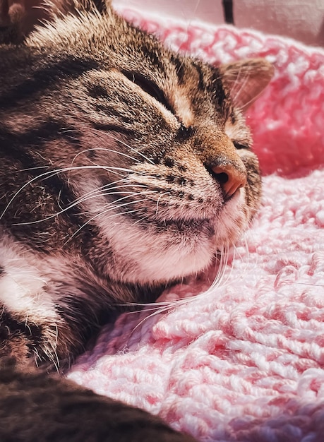 Schöne weibliche Tabby-Katze auf rosa gestrickter Decke zu Hause entzückendes Haustierporträt