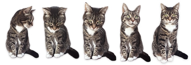 Schöne weibliche Tabby-Katze, reizendes, entzückendes Haustier