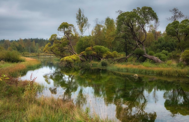 Schöne Weiden am Ufer des Flusses im Park im Frühherbst Landschaft mit Reflektion