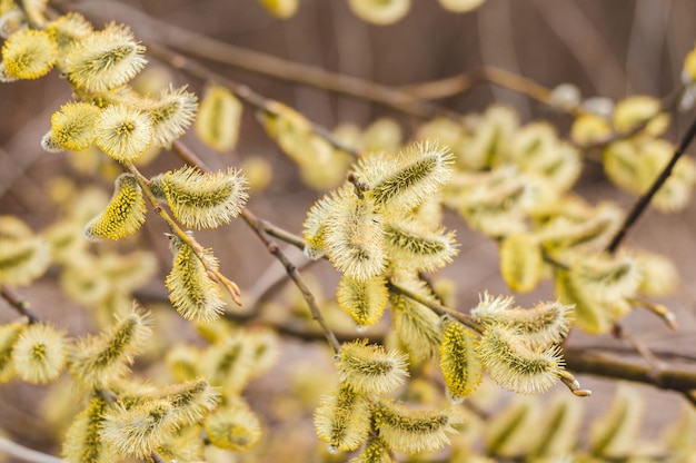 Schöne weidenblumen, frühlingsblüte