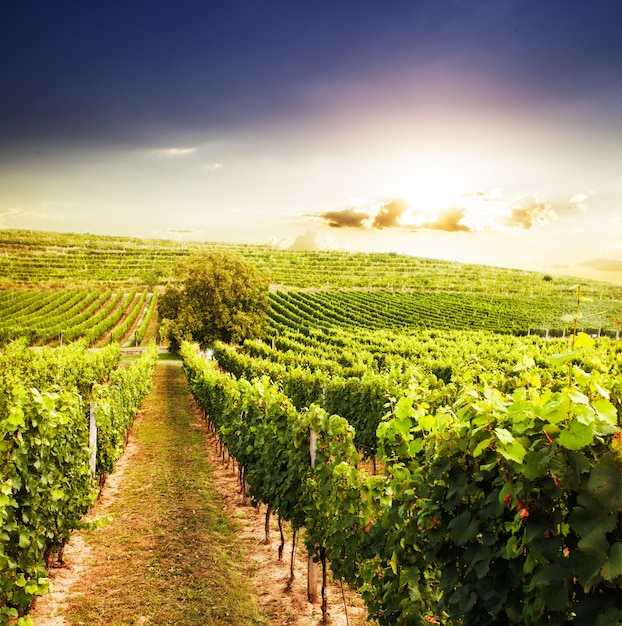 Schöne Weinberge auf den Hügeln, Sonnenuntergangslandschaft