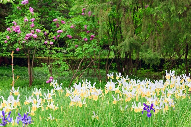 Schöne weiß-gelbe Irisblume auf Blumenbeet im Frühlingspark