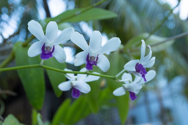 Foto schöne weiß-lila orchideen auf baum im garten.