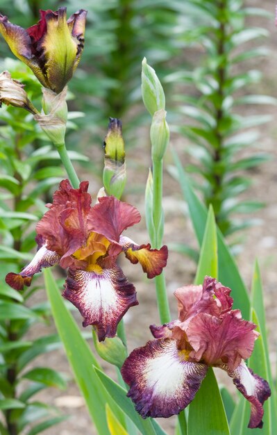 Schöne weißbraune Irisblume