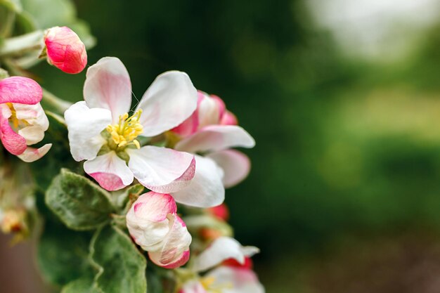 Schöne weiße Apfelblütenblumen im Frühlingszeithintergrund mit blühender Apfelbauminspiration ...